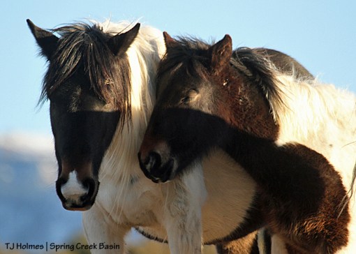 Mama Reya and baby Spirit at the end of the day on favorite hill.