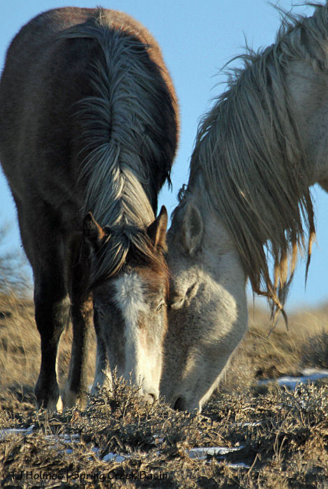 Kwana and daddy Chrome graze together.