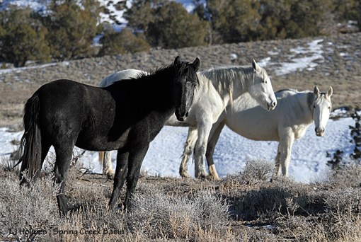 Maia, Alegre and Houdini