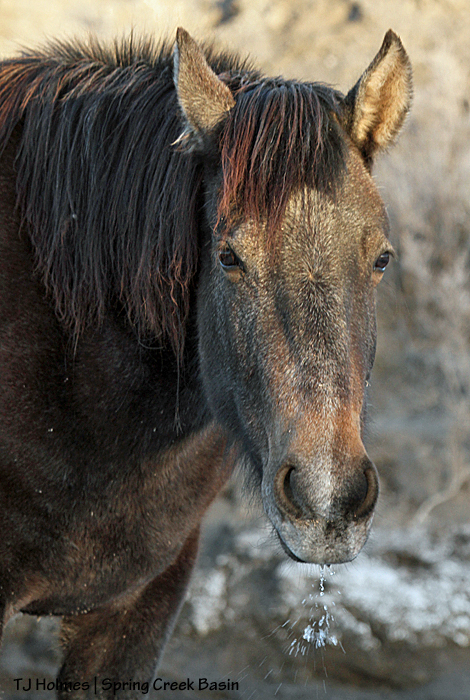 Temple drooling after drinking from a snowmelt puddle in an arroyo.