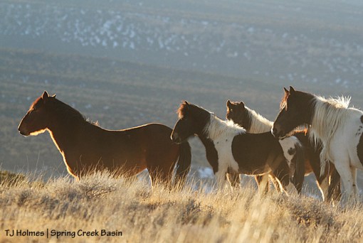 Copper, Spirit, S'aka and Reya