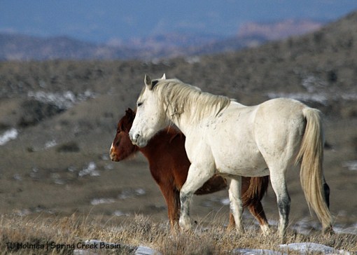 Daddy Seven and baby Tesora