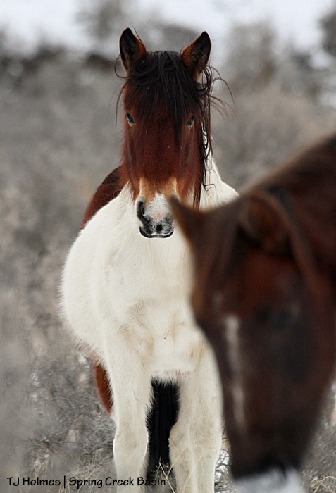 Seneca photobombs a photo of mama Chipeta.