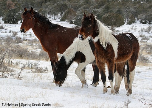S'aka, Spirit and Copper watch Ty come up out of an arroyo.