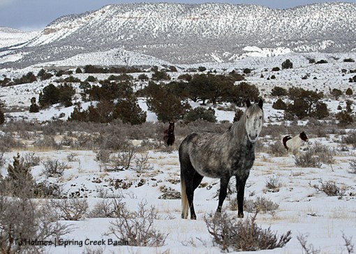 020414tysenecachipeta