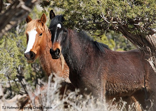 Cassidy Rain and Gaia