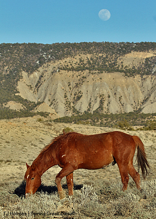 Hayden under the nearly full moon rising over Spring Creek Basin.