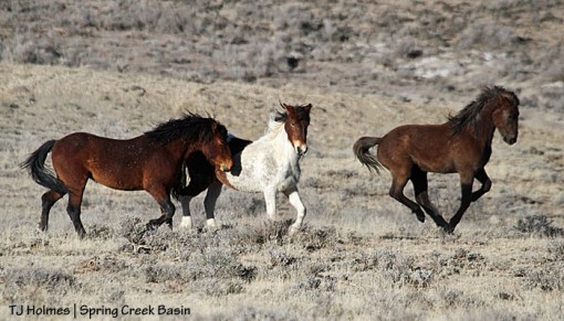 Copper, Chipeta and Seneca