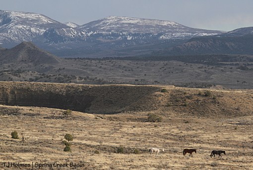 Grey, Shane and Maia