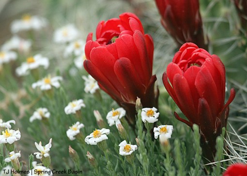 Claret cup cactus