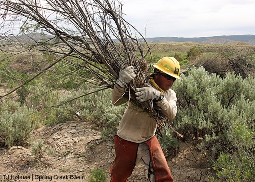 Alonzo Moses, 23, carries cut tamarisk branches to a pile to be burned later.