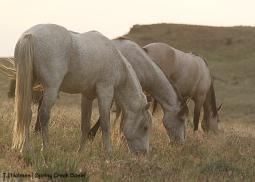 Chrome, Terra and Winona