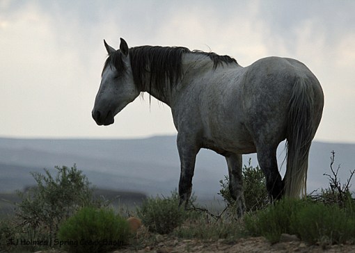Comanche at the end of the day.