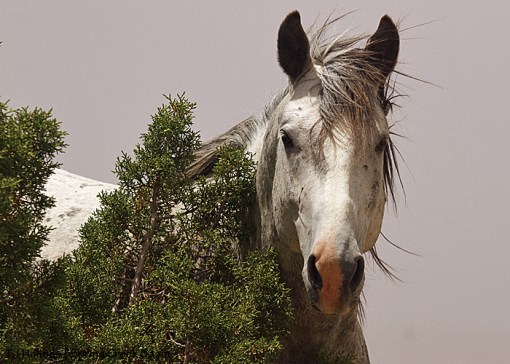 Storm scratching itchies on a juniper tree.