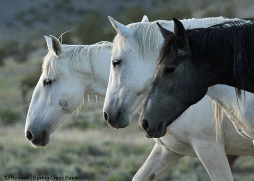 Maia, Alegre and Houdini