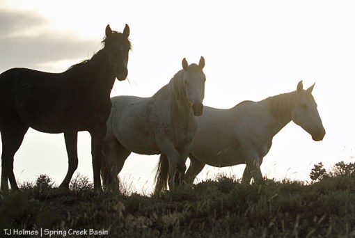 Maia, Alegre and Houdini against the sunset sky.