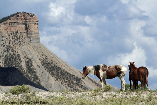 Puzzle, Tesora and Shadow, unnamed promontory