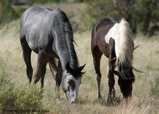 Skywalker and S'aka - both 2 years old.