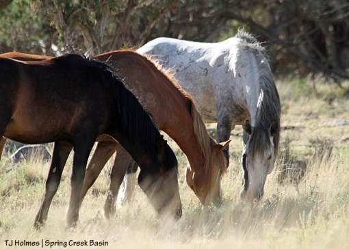 Cassidy Rain, Gaia and Storm