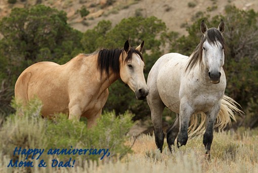 Kestrel and Comanche