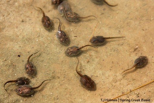 Tadpoles in the east-pocket pond!