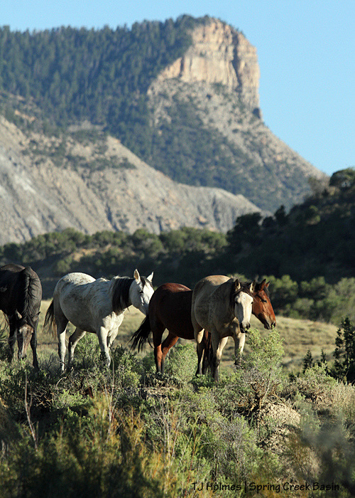 Comanche's band; unnamed promontory in the background.