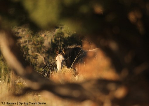 Kestrel through the branches of a juniper.