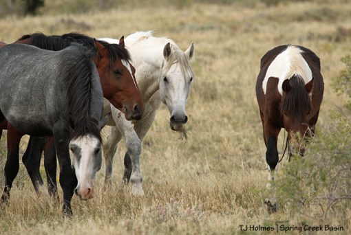Skywalker, Apollo, Seven and S'aka