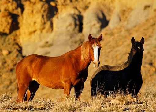 Gaia and Cassidy Rain