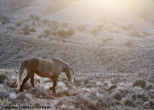 Juniper in the last rays of light at twlight on the winter solstice.