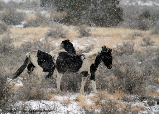 Pintos - Spirit and Corazon - in the snow.