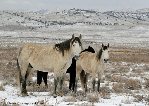 Comanche, Piedra and Aurora