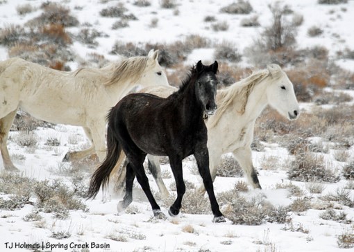Maia, Alegre and Houdini