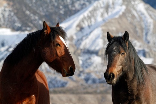 Apollo and Killian, McKenna Peak in the background.