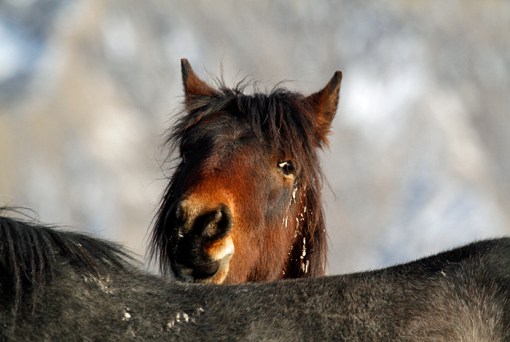 Little S'aka has to reach to rest his chin on Skywalker's back!