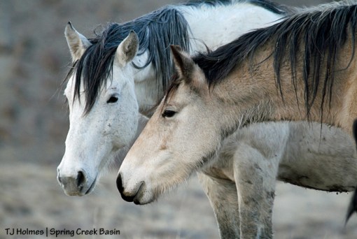 Kestrel and Comanche
