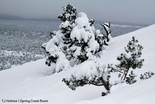 Snow-covered juniper in Spring Creek Basin.