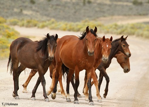 083014marescoltsroad