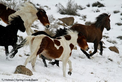 Seneca, Puzzle, Chipeta and Shadow run in the snow.