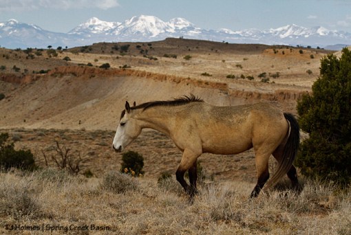 Kestrel, Spring Creek Basin rimrocks, La Sal Mountains