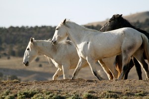 Houdini, Alegre, Maia