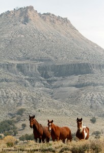 Copper, Tesora and Puzzle; Brumley Point.