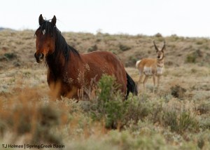 Aspen and pronghorn