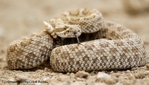 Rattlesnake