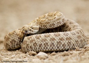 Rattlesnake