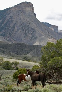 050615senecachipetatb1