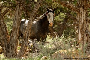 Camouflaged Skywalker