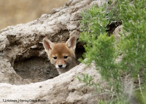 051715coyotepup1
