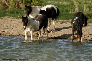 Maiku, Reya and Corazon at the Round Top pond.