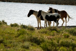Corazon, Reya, Chuska and Puzzle at the Round Top pond.